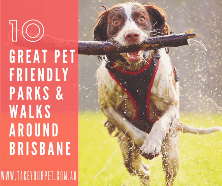 dog park brisbane