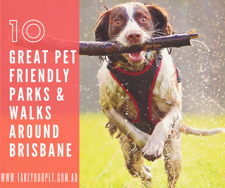 friendly parks great pet friendly parks and walks around brisbane take your pet friendly parks great pet friendly parks and walks around brisbane take your pet