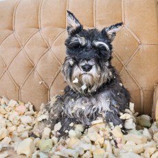 pet friendly accommodation etiquette