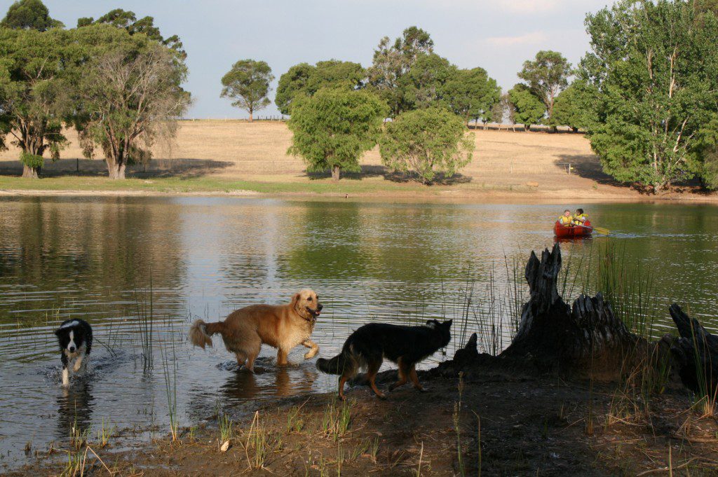 Dogs that enjoy water will love the dam.