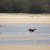 Bucasia Beachfront Caravan Resort