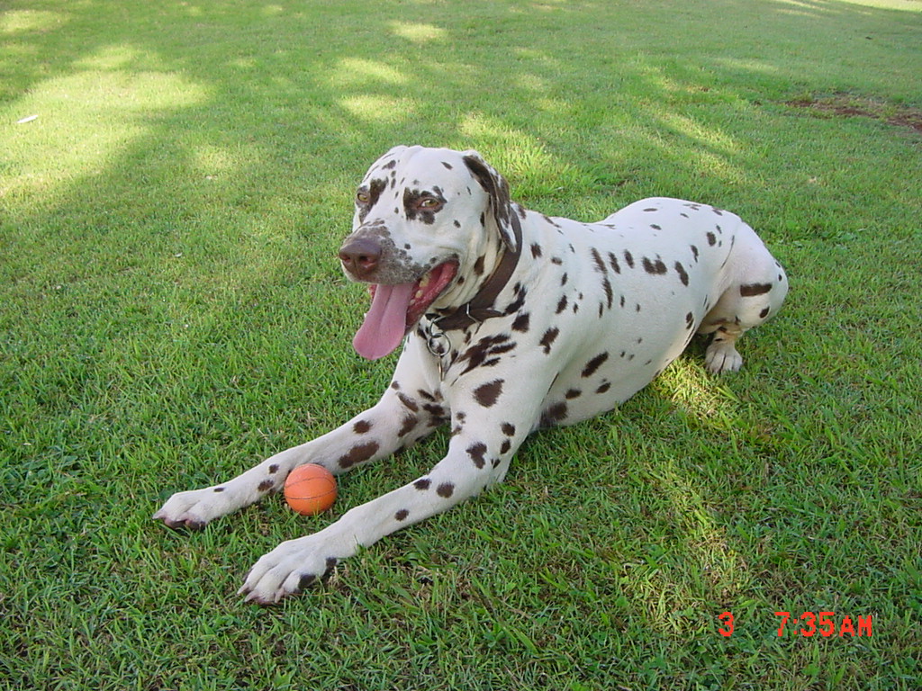 playing ball