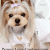 Puppy Love Couture.com