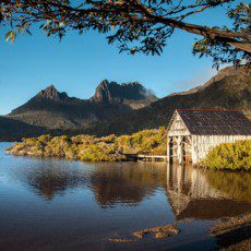 tasmania pet friendly