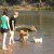 Dogs in river FB