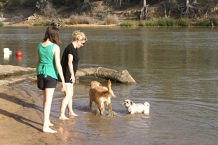 Dogs in river FB
