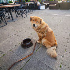 pet friendly cafes SA