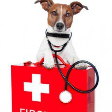 pet first aid kits