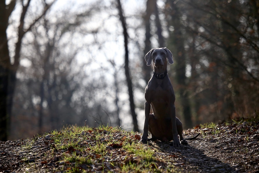 dog friendly walks blue mountains