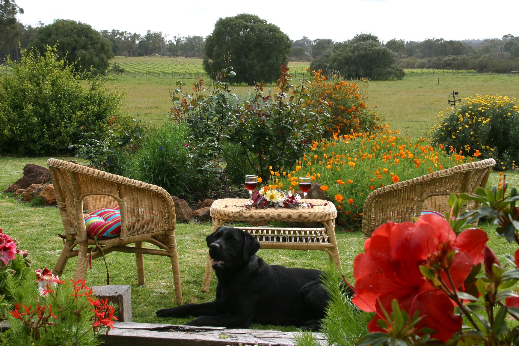 PetFriendly and Cafes around Margaret River