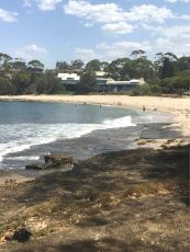 pet friendly colliers beach