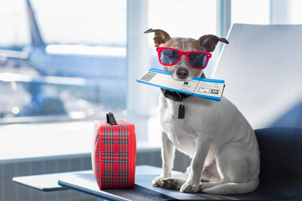 Virgin Australia aims to bring pets onto planes