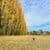 Narrabundah walk
