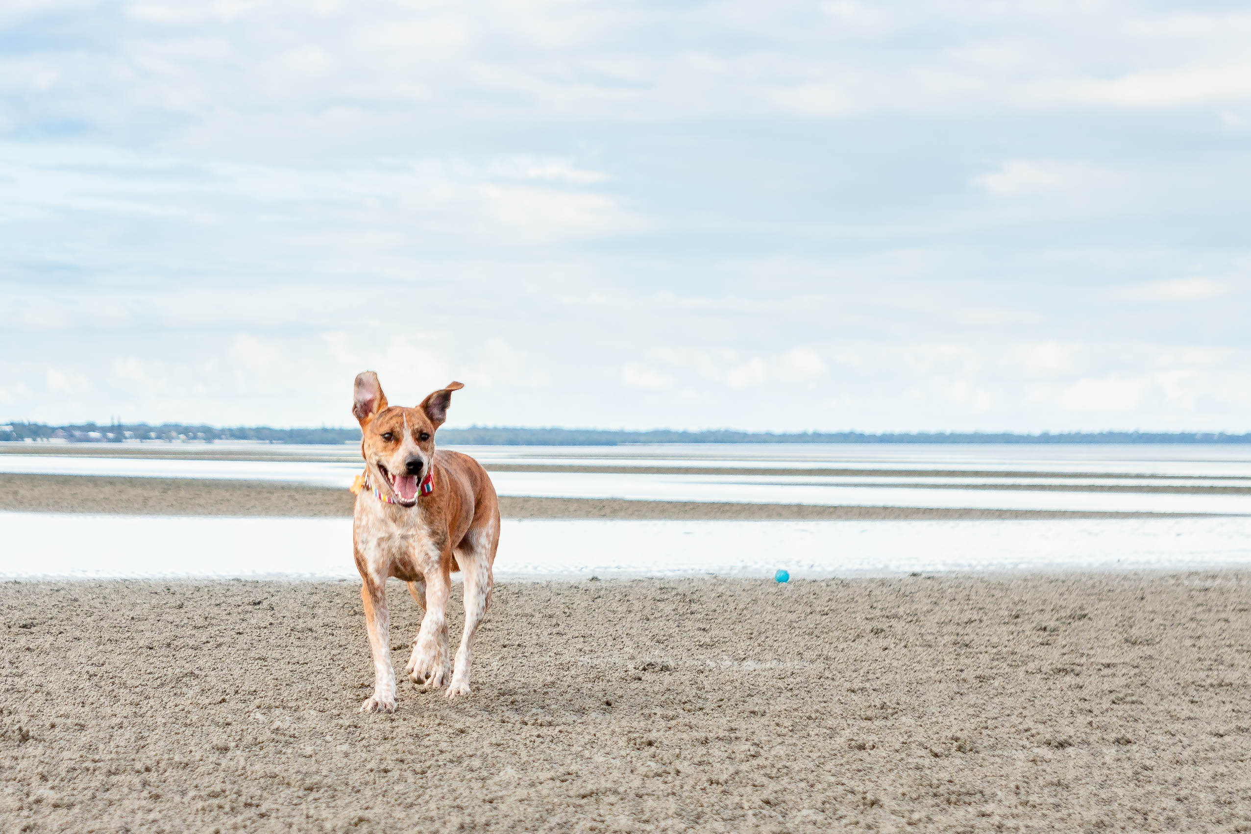 Beachmere Take Your Pet