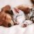 Sydney Paws Petdoor