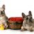 Dog Wash Townsville
