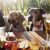 Vino Paw Tours