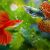Guppy’s Aquarium Products